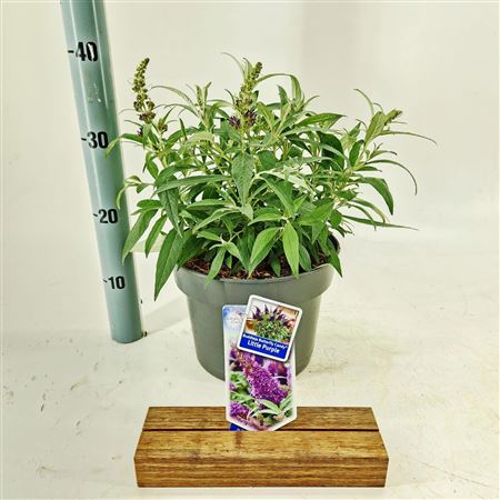 Buddleja Dav Little Purple