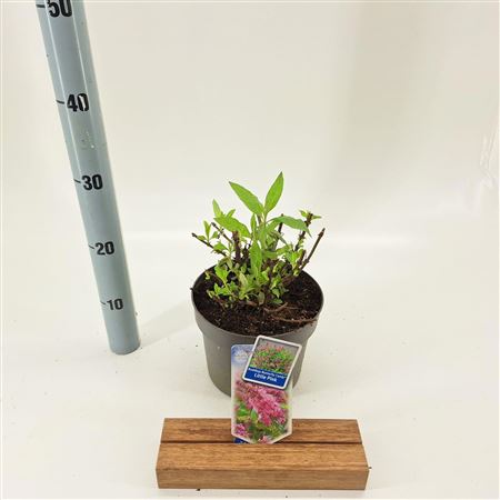 Buddleja Dav Little Pink (butterfly Candy)