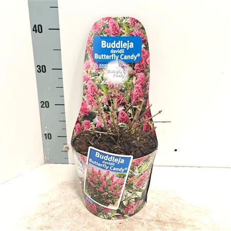 Buddleja Dav Butterfly Candy Red