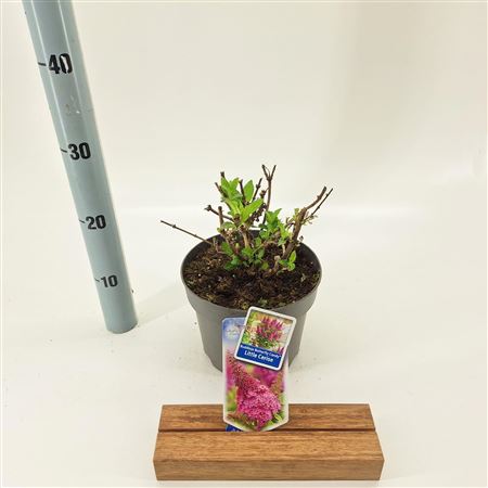 Buddleja Dav Butterfly Candy Little Cerise