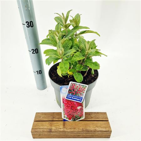 Buddleja Dav Little Bubblegum (butterfly Candy)