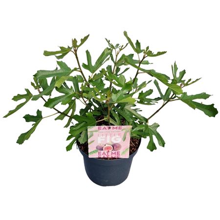 Ficus Carica Little Miss Figgy