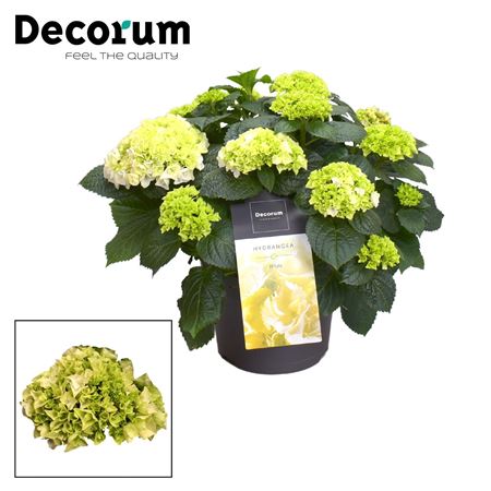 Hydrangea Ma White 10+ (decorum)