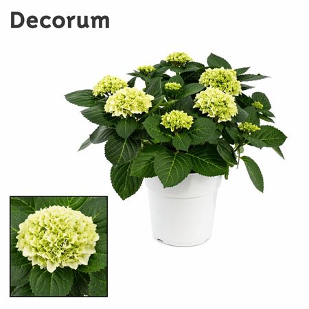Hydrangea Ma White 10+ Ton Sur Ton (decorum)