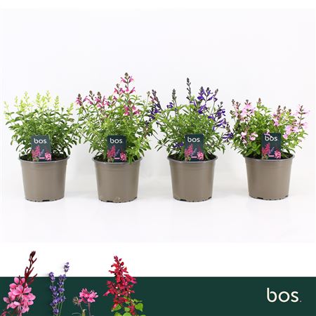 Salvia Greggii Mirage Mix