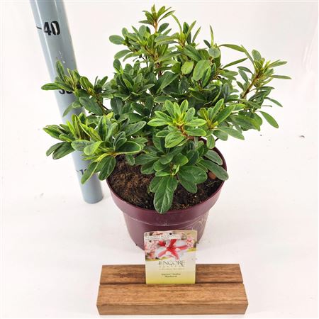 Rhodo Encore Autumn Prince