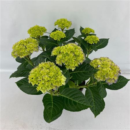 Hydrangea Ma Hi Ocean Blue 7+