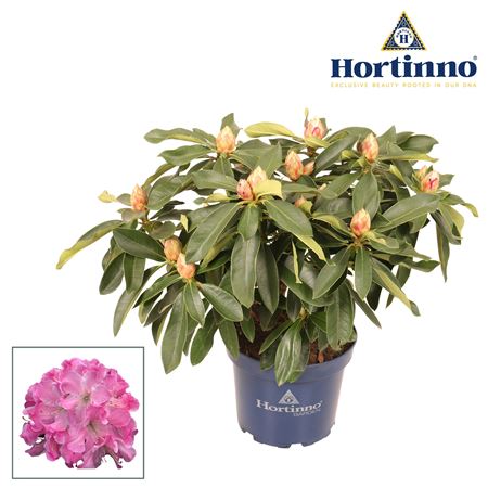 Rhodo Hortinno Garden Xxl Pink Tiger Green