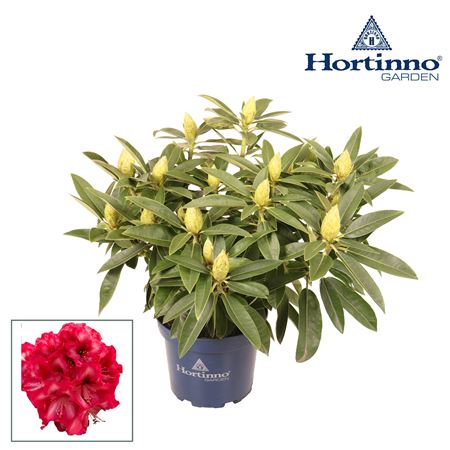 Rhododendron Hortinno Red Dragon