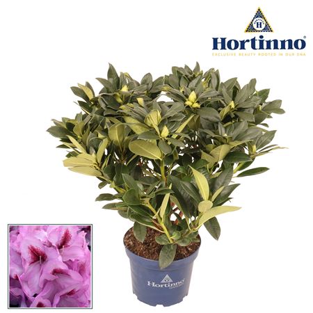 Rhododendron Hortinno Lila Flame