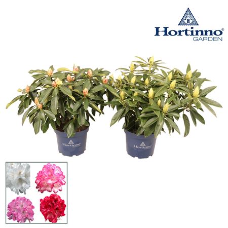 Rhododendron Hortinno Mix