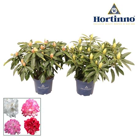 Rhodo Hortinno Mix