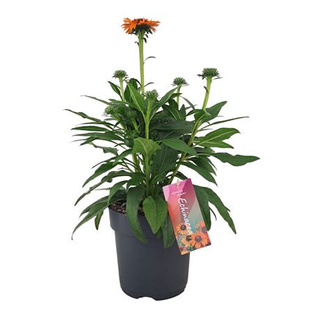 Echinacea Sunseekers Mineola