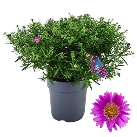 Aster Dumosus Alpha Pink P17