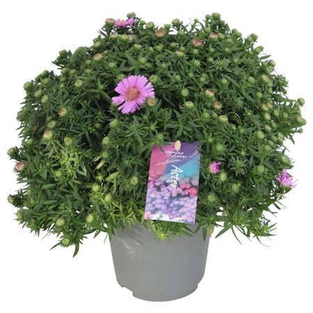 Aster Dumosus Alpha Pink
