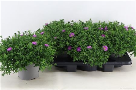 Aster Light Pink