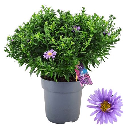 Aster Dumosus Alpha Dark Purple