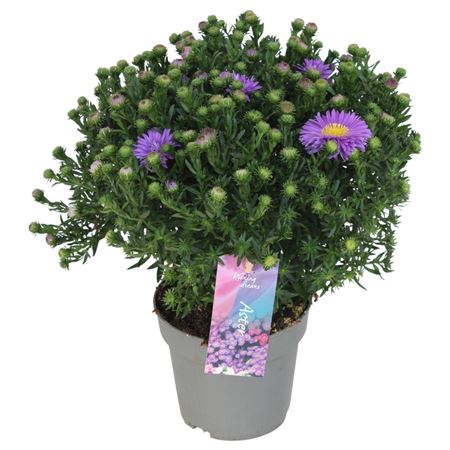 Aster Dumosus Alpha Dark Purple