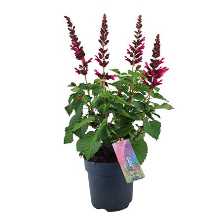 Salvia Salgoon Lake Flamingo