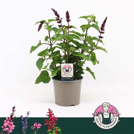 Salvia Salgoon Lake Flamingo