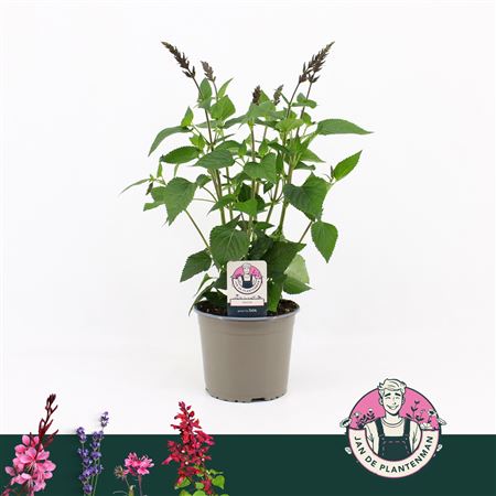 Salvia Salgoon Lake Blueberry