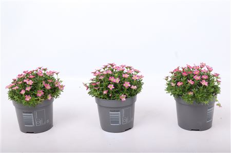 Saxifraga Ice Colours Red