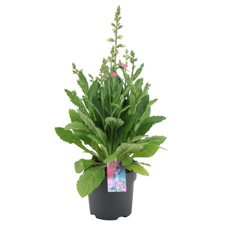 Digitalis Hanabee Pink