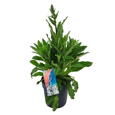 Digitalis Hanabee White