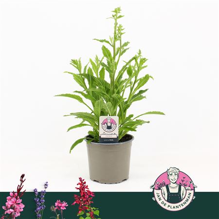 Digitalis Purpurea Hanabee Rose