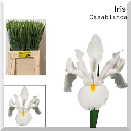 Iris Casablanca