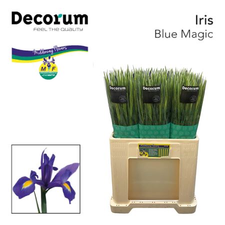 Iris Blue Magic Trx
