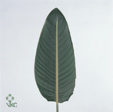 Dec Stem Strelitzia Leaves