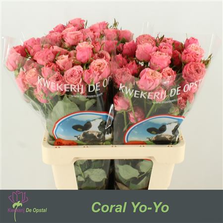 R Tr Coral Yo-yo